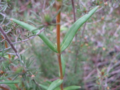 Logania linifolia