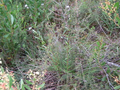 Logania linifolia