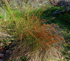 Restio gaudichaudianus