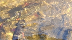 Leuciscus idus