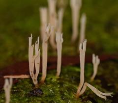 Artomyces austropiperatus