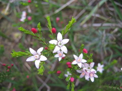 Philotheca angustifolia