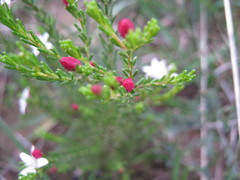 Philotheca angustifolia