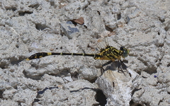 Austrogomphus cornutus
