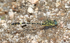 Austrogomphus cornutus