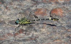 Austrogomphus cornutus