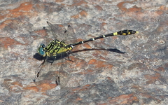 Austrogomphus cornutus