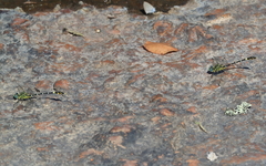 Austrogomphus cornutus