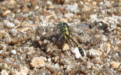 Austrogomphus cornutus