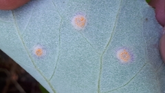 Puccinia poarum