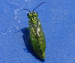 Rhogogaster viridis