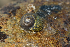 Chlorodiloma odontis