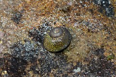 Chlorodiloma odontis