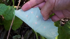 Puccinia poarum