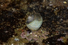 Chlorodiloma odontis