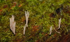 Artomyces austropiperatus