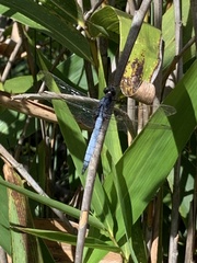 Orthetrum glaucum