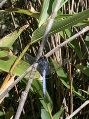 Orthetrum glaucum