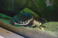 Carettochelys insculpta