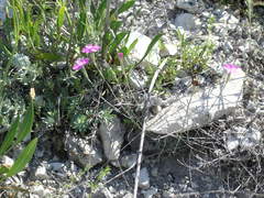 Dianthus humilis