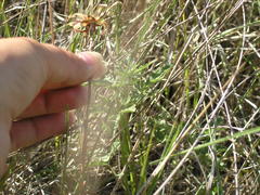 Lactuca tuberosa
