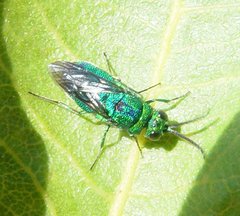 Chrysis lincea