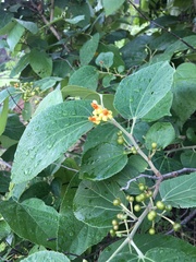 Grewia tiliifolia