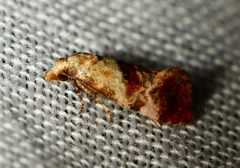 Neocochylis millierana