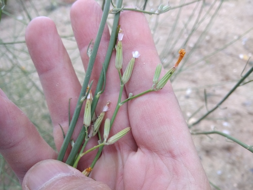 Chondrilla canescens