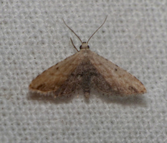 Araeopteron ecphaea