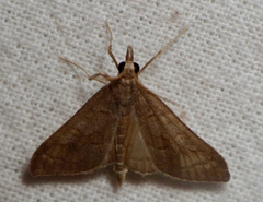 Mecyna asinalis