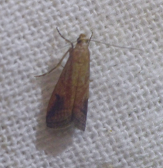 Metallostichodes nigrocyanella