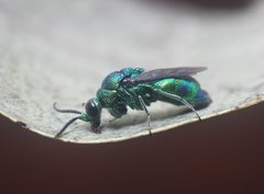 Chrysis lincea