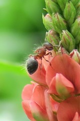 Meranoplus bicolor