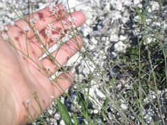 Asperula supina