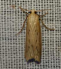 Ematheudes punctella