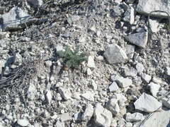 Seseli dichotomum