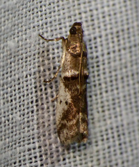 Pseudacrobasis tergestella