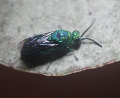 Chrysis lincea