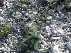 Seseli dichotomum