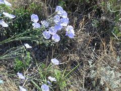 Linum squamulosum