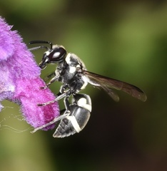 Pachodynerus californicus