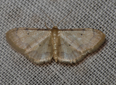 Idaea politaria