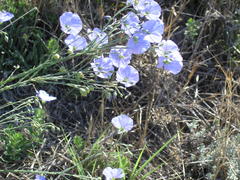 Linum squamulosum