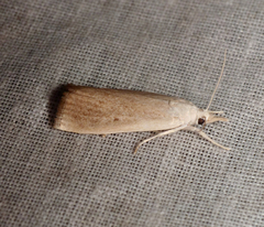 Calamotropha paludella