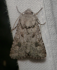 Anarta sodae