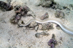 Brummer's Moray photo 4