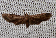 Eupithecia ultimaria