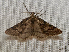 Tephronia sepiaria