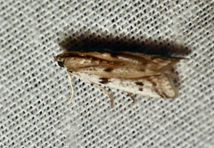 Phycitodes binaevella